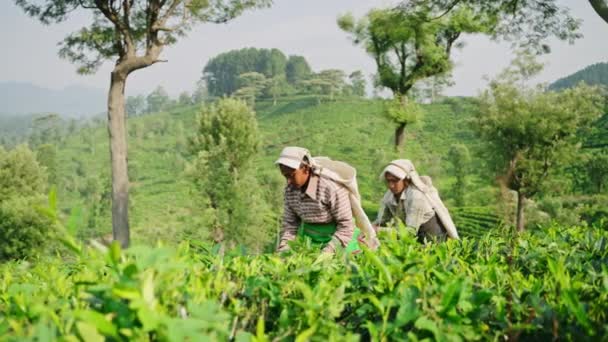 穿着传统服装的妇女在晴朗的天空下采茶 工人们在绿色的斯里兰卡种植园采摘茶叶 山坡农场的景象 女性主要集中在采摘鲜叶上 慢动作 — 图库视频影像