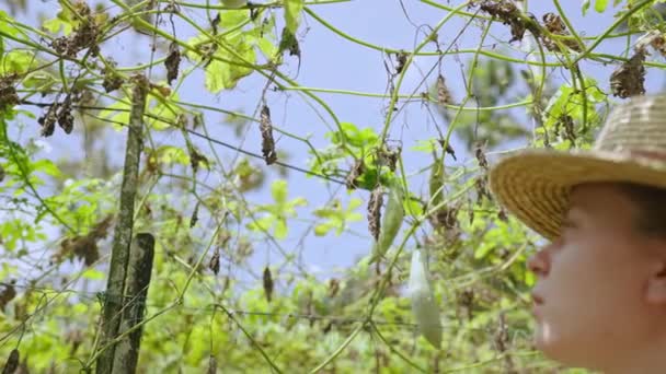 Vrouwelijke Boer Hand Houden Opgedroogde Plant Close Schot Vrouwelijke Agronomist — Stockvideo