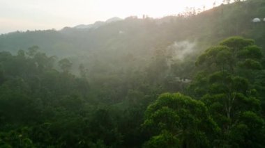Tepelerin üzerinden şafak söküyor, Işınlar sıcak ekolojik seyahat rotası. Gündoğumu Sri Lanka 'daki Ella dağlarını aydınlatır. Yeşil tropikal ormandan sis yükselir. Ağaçların arasından sabah filtreleri, sakin doğa sahneleri..