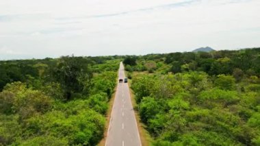 Araç durur, güvenli geçiş sağlar. Sri Lanka yeşilliğinde uzak bir yoldan geçen vahşi filin hava aracı. Nadir rastlaşmalar, insan-vahşi yaşamın bir arada yaşamasını, hayvan yollarının kesişme riskini vurguluyor.