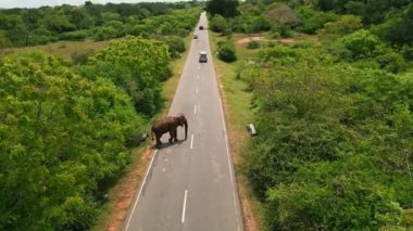 Araç, büyük memeli gezintileri, insan-hayvan çatışmaları, yol güvenliği gibi yerlerde bekliyor. Sri Lanka 'da asfalt yolu üzerindeki fillerin hava manzarası. Vahşi yaşam alanı modern altyapıyla buluşuyor.