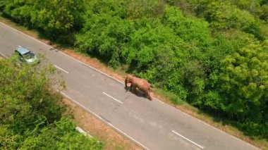Arabayla büyük hayvan gezintileri riskli bir karşılaşma yaratır. İnsansız hava aracı Sri Lanka 'da asfalt yoldan geçen vahşi fili yakalıyor. Yedekte doğa tarafından barikat, acil yaban hayatı koruması, güvenlik.