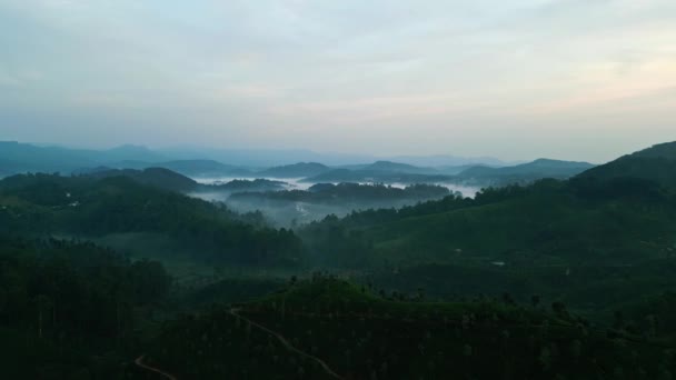 Clouds Weave Highland Peaks Valleys Sunrise Illuminates Green Tea Plantations — 图库视频影像