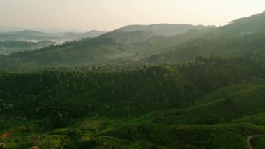 Drone sisli tepeler, tarlaların yeşil bitkileri. Sabah, Seylan çay tarlalarının üzerini teraslı desenlerle yıkıyor. Gezginler manzaranın tadını çıkarıyorlar, Sri Lanka dağlarında sakin bir şafak..