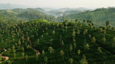 Sabah Sri Lanka çay tarlaları ılık renklerle yıkanır, teraslı plantasyon ritimleri dingin dağlarda dalgalanır, bozulmamış eko çay ekimi kırsal Sri Lanka manzarası hava aracı perspektifinden.