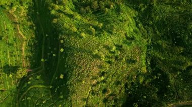 Yeşil teraslar gökyüzü manzarasında, organik tarım şekilleri manzara. Sabah ışığı yemyeşil Seylan çay tarlalarını yıkıyor. Gündoğumu, Sri Lanka 'da eski ekin modelleri ve ekolojik turizm cazibesini artırıyor..