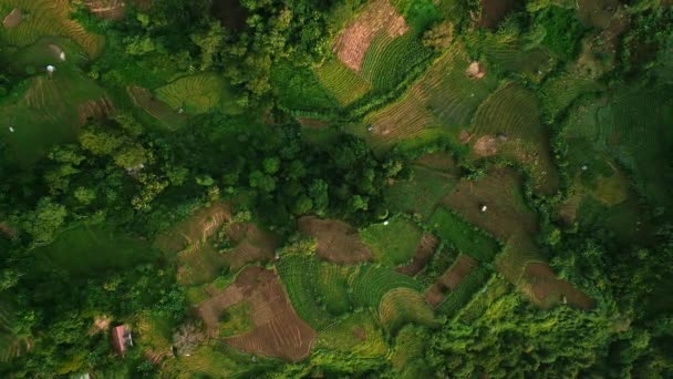 Πράσινο Τοπίο Αγροκτήματα Λαχανόκηπους Αεροφωτογραφία Drone Πάνω Από Πλούσια Ασιατικά — Αρχείο Βίντεο