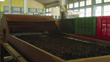 İşlenmiş çay makinesi boyunca hareket eder, kapalı alanda üretim hattında elenir. Çay fabrikasındaki otomatik taşıma bandı ambalaj için yaprakları ayırır. İçecek sektöründeki endüstriyel ekipmanlar iş başında. Yavaşla