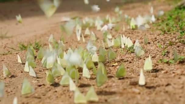 Насекомые Собираются Питаются Питательными Веществами Природе Группа Белых Бабочек Стекается — стоковое видео