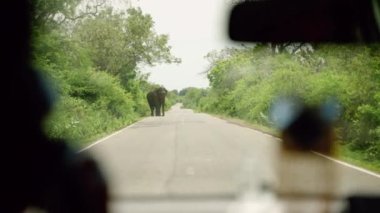 Doğal ortamdaki vahşi hayvan yolculuğu böler. Araba yolcusu, yeşil yaprakların arasında fili yolda filme alıyor. Yalnız fil kavşağının yol manzarası. Safari seyahati sırasında vahşi yaşamla karşılaşmak. Yavaşla