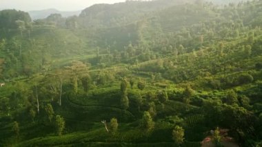 Tepeler boyunca uzanan yeşil tarlalar. Gündoğumu, Sri Lanka çay tarlalarını sıcak ışıkta yıkıyor. İşçiler, sürdürülebilir tarım ve sükuneti sembolize eden zengin manzaraların ortasında güne başlıyorlar..