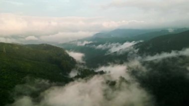 Yeşil dağlık araziler, çay bahçeleri, Sri Lanka 'da virajlı yollar üzerinde hava görüntüleri. Gün doğumu Nuwara Eliya dağlarını aydınlatır, sis orman tepe örtüsünün üzerinde yüzer. Sakin, manzaralı doğal manzara. İHA