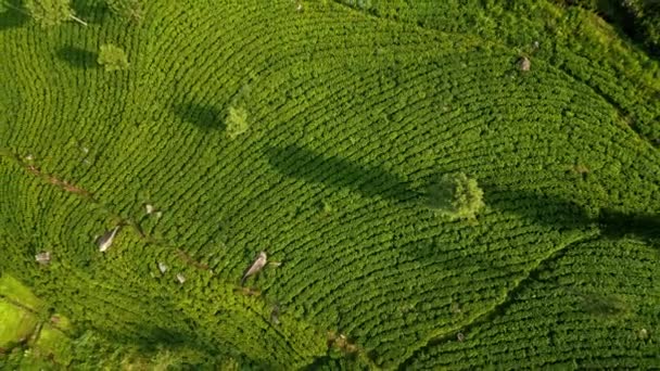 绿色梯田在斯里兰卡山坡上形成了复杂的格局 暗示着丰富的茶叶种植和出口遗产 从空中看 晨露浴场是锡兰茶园 左轮手枪 — 图库视频影像
