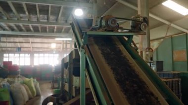 Taşıma bandı tasnif için çay taşır. Otomatik çay yaprağı süzme makinesi fabrikada çalışır. Kuru yapraklar saplardan ayrılır. Fabrikanın içinde ekipmanlı endüstriyel çay üretim süreci. Slomo
