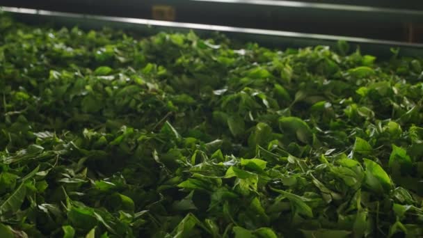 传统的方法与行业标准相结合 产生溢价 绿茶鲜叶在工厂中推广干燥 氧化的关键步骤 发酵的准备工作 — 图库视频影像