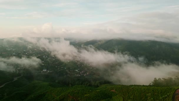 Aerial Mist Hangs Green Hills Tea Plantations Drone Flies Nuwara – stockvideo