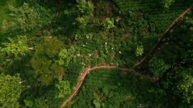 Otantik kırsal kesim eko tarımı gösteriyor, hasat mevsiminde tarımda işçilik. Kadın işçilerin hava görüntüsü, Sri Lanka 'daki zengin yeşil teraslı tarlalarda özenle çay yaprakları topluyor. İHA