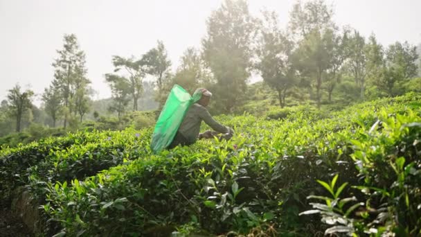 2023 Haputale Sri Lanka 阳光沐浴着绿色的种植园 反映了亚洲环境友好的采收方法 穿着五颜六色衣服的采茶人在绿色的高地农场里采摘新鲜的叶子 — 图库视频影像