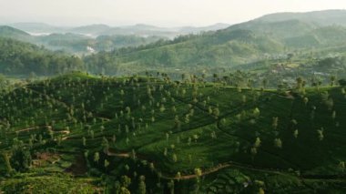 İHA zengin alanlarda dalgalanan desenler. Sabah Sri Lanka dağ çay tarlalarını yeşil teraslarla yıkıyor. İşçiler ekinlerle ilgilenir, güne sakin dağlık bölgelerde başlarlar. Yukarıdan Sri Lanka tarımı.