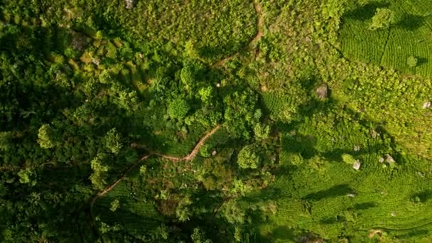 ドローンは セイロン山脈のテラスされた茶のプランテーション 豊かな緑豊かな農地のパターンを飛ぶ 早朝の日差しは柔らかい光で風景を浴び ローリング丘で環境に優しい農業 — ストック動画