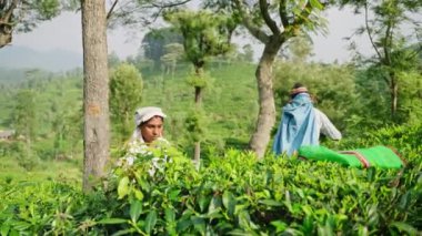 2023-06-01 - Haputale, Sri Lanka. Yeşil tepelerin ortasında, yaprak toplamak için el emeği, kırsal alanda çevre dostu çay hasat süreci. Geleneksel giyinmiş kadınlar tarlada çay yaprağı topluyor. Yavaşla