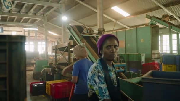 2023 Ramboda Sri Lanka Bluefield Tea Factory Conveyor Belts Transport — Stock Video