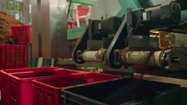 Kutularda toplanmış siyah çay. Otomatik makineler fabrikanın içindeki taşıyıcı banttaki çay yapraklarını ayırır. Endüstriyel ekipmanlar gıda üretimini yönetir, tesisteki iş akışını verimli bir şekilde düzene sokar..