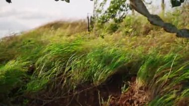 Doğal kırsal alan, barışçıl. Hafif esinti, güneşli yamaçta yeşil çimenleri sallıyor. Rüzgar kırsal alanda yeşillikleri hareket ettirir. Rahatlamak için doğa sahnesi, arka plan atmosferi, ekolojik projeler. Yavaşla