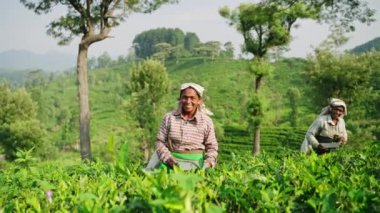 Tarladaki gülen işçiler yeşil yaprak topluyorlar, geleneksel hasat yöntemleri. Kadınlar Sri Lanka 'daki yemyeşil tarlalardan taze çay yaprakları toplarlar. Çevre dostu çiftlik, doğa tepelerinde organik Seylan çayı üretir..