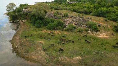 Bereketli yeşil bitkiler ve su kütleleriyle çevrili vahşi bufalolar, sakin bir arazide gezinir ve beslenirler. İnsansız hava aracı Sri Lanka 'da otlayan bir bufalo sürüsünü yakalıyor..
