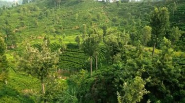 İnsansız hava aracı yeşil teraslarda süzülerek doğal çevre dostu tarımı ortaya çıkarıyor. Sabah ışığı zengin Sri Lanka çay bahçelerini yıkıyor. Çiftlik işçileri dingin dağlık arazide günlük hasada başlıyorlar..