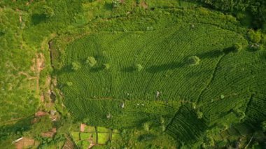 Sri Lanka dağlık arazilerinde yeşil tarlalar. Güneş doğarken Seylan çay tarlaları üzerinde İHA uçuşu. İşçiler çay yapraklarını toplar, erken doğuma başlarlar. Dağ manzarası, Asya 'da tarım manzarası.