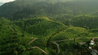 Sri Lanka Seylan Çay Bölgesi 'nde dolambaçlı yollar kesişiyor. Uçan tepeler üzerinde uzanan Haputale yeşil çay bahçelerinin insansız hava aracı görüntüsü. Sabahın erken saatlerinde dingin manzarayı yıkıyor, eko turizmi davet ediyor..