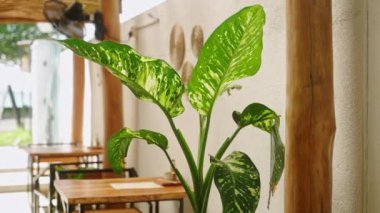 Tropikal kafenin içinde canlı yeşillik, ahşap masalar, akşam yemeği, iş, egzotik yeşil bitki ile buluşup dinlenmek için gevşetilmiş ortam çevre dostu yemek için.