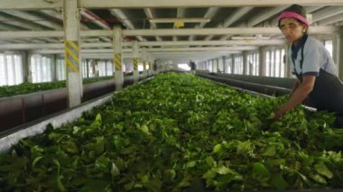 2023-06-01 - Ramboda, Sri Lanka. Bluefield Çay Fabrikası. Üniformalı çalışanlar yığına dönüşür, kaliteli son ürün. İşçiler taze çay yapraklarını fabrika binasında kurutma ve fermantasyon yoluyla işlerler. Yavaşla
