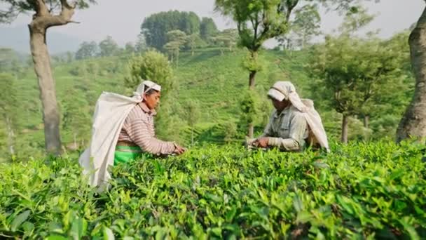 Women Traditional Attire Pluck Leaves Tea Gardens Culturally Rich Tea — Stok video