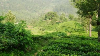 Tepe kırsalındaki yemyeşil tarlalar. Sri Lanka çay tarlası panoramik manzarası. İşçiler yaprakları topluyor, kırsal çevre turizmi. Serene Highland, kültür, gelenekler, büyüme, ihracat endüstrisi. Yavaş çekim.