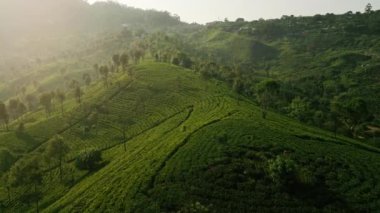 Sri Lanka 'daki yeşil çay tarlalarının havadan görünüşü. Sabahın köründe Seylan dağ çay çiftliklerinde İHA görüntüleri. Çizgili çay ekinleriyle yuvarlanan tepeler, kırsal alandaki tarım arazileri..