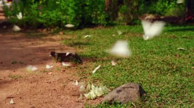 Böcek tozlaşması, doğa, vahşi yaşamı koruma anı. Kral kelebekleri bahçede çırpınır, çiçeklere tüneyerek nektar ararlar. Lepidoptera habitatta, doğal güzellik, güneşli parkta canlı renk. Slomo