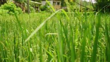 Güneş ışığı altında olgunlaşan tahıl kulakları. Asyalı bir çeltik tarlasında yeşil pirinç yavaşça sallanıyor. Kırsal tarım arazisi, hasat mevsiminde büyüme gösteriyor. Dengeli ekosistem, Asya 'da sürdürülebilir tarım kültürü.