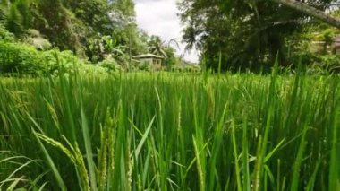 Olgunlaşan pirinç kulakları organik tarım ve sürdürülebilir çiftçiliği gösteriyor. Yeşil çeltik tarlası rüzgarda sallanıyor. Kırsal Asya 'daki tarım sahnesi dinginliği, doğal büyüme döngüsünü somutlaştırıyor. Yavaş çekim.