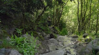 Sırt çantalı bir kadın dağ ormanından karşıya geçiyor. Genç bayan yürüyüşçü yemyeşil patikayı keşfediyor. Güneşli bir yaz günü. Macera turizmi. Doğa yürüyüşü yapmak. Yavaş çekim.