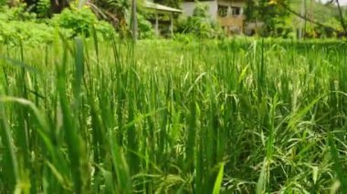 Olgunlaşmış organik tahıl başakları hasat için hazır. Yeşil pirinç, çevre dostu Asya çiftliğinde hafif esintide sallanıyor. Kırsal bölgeleri verimli, sürdürülebilir tarım manzarası, hiç böcek ilacı kullanılmamış..