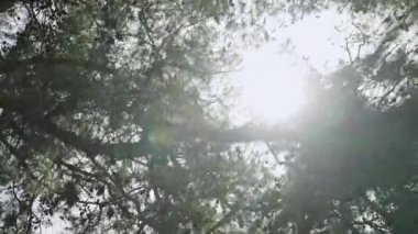 Bisikletçi sakin çam ormanlarını, yoğun ağaç dallarının arasından güneş ışığını süzüyor. Motosiklet kozalaklı orman yolunda gidiyor. Açık hava macerası, doğa deneyimi