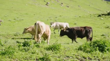 İnekler yeşil alanda yavaş çekimde otlar. Çimen yiyen sığır sürüsü. Svaneti bölgesinin dağ manzarası. Çiftlik hayvanları tarımı. Yazın kırsal kesim. Yavaş çekim.