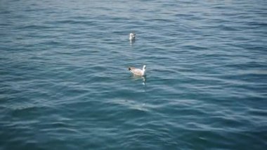 Kuşlar dinlenir, hafif deniz dalgalarında yol alırlar. Martılar berrak mavi okyanus suyunda sakince yüzerler. Huzurlu deniz hayatı sahnesi. Kıyı yaban hayatı, doğal yaşam alanı gözlemlendi.