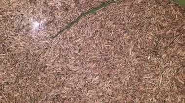 Hava görüntüsü, nehirde büyük bir kütük sıkışıklığı ve sürüklenen odun yığınını gösteriyor. Yüzen ahşap enkazı su yüzeyini kaplar. Doğal afet, sel baskınının çevre üzerindeki etkisi. Nehir kütüklerle tıkanmış. İHA atışı