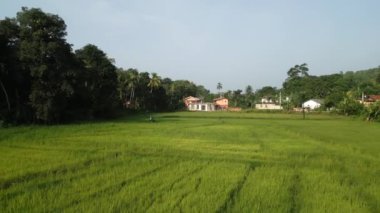 Pirinç tarlasında motosikletli bir çift uçuyor. Tropik bölgelerde motosiklet süren bir erkek ve bir kadının robot resmi. İnsanlar ormanda scooter ile seyahat eder. Bisikletle seyahat eden mutlu turistler.