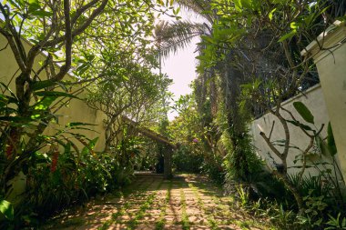 Yeşil bitkilerle, palmiyelerle, taş kiremitlerle dolu güneşli bahçe yolu. Huzurlu botanik ortamı, bahçıvanlar için ideal, eko inzivaları, tropikal peyzaj zenginliği. Doğal saklanma yeri..