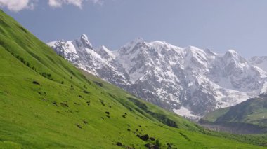 Jangi-Tau dağ sırasının panoramik manzarası. Karlı tepeleri olan yeşil vadi, Svaneti bölgesi. Göz kamaştırıcı manzara, yolculuk yeri, yaz günü, açık hava macerası manzara fotoğrafı. Yavaş çekim.